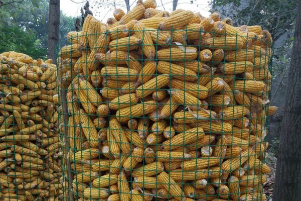 圈玉米网